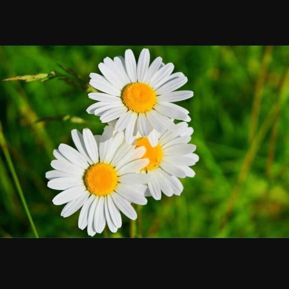 Meet your Posher, Mago - Picture 1 of 1